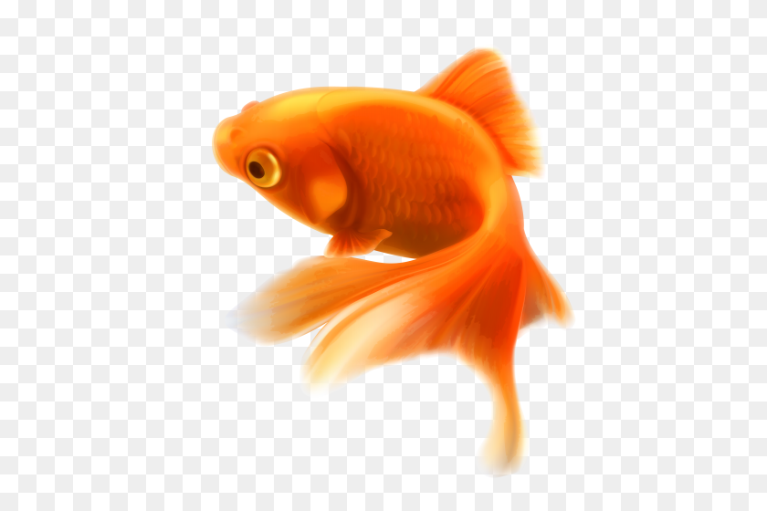 432x500 Gold Fish Png Clipart - Goldfish PNG