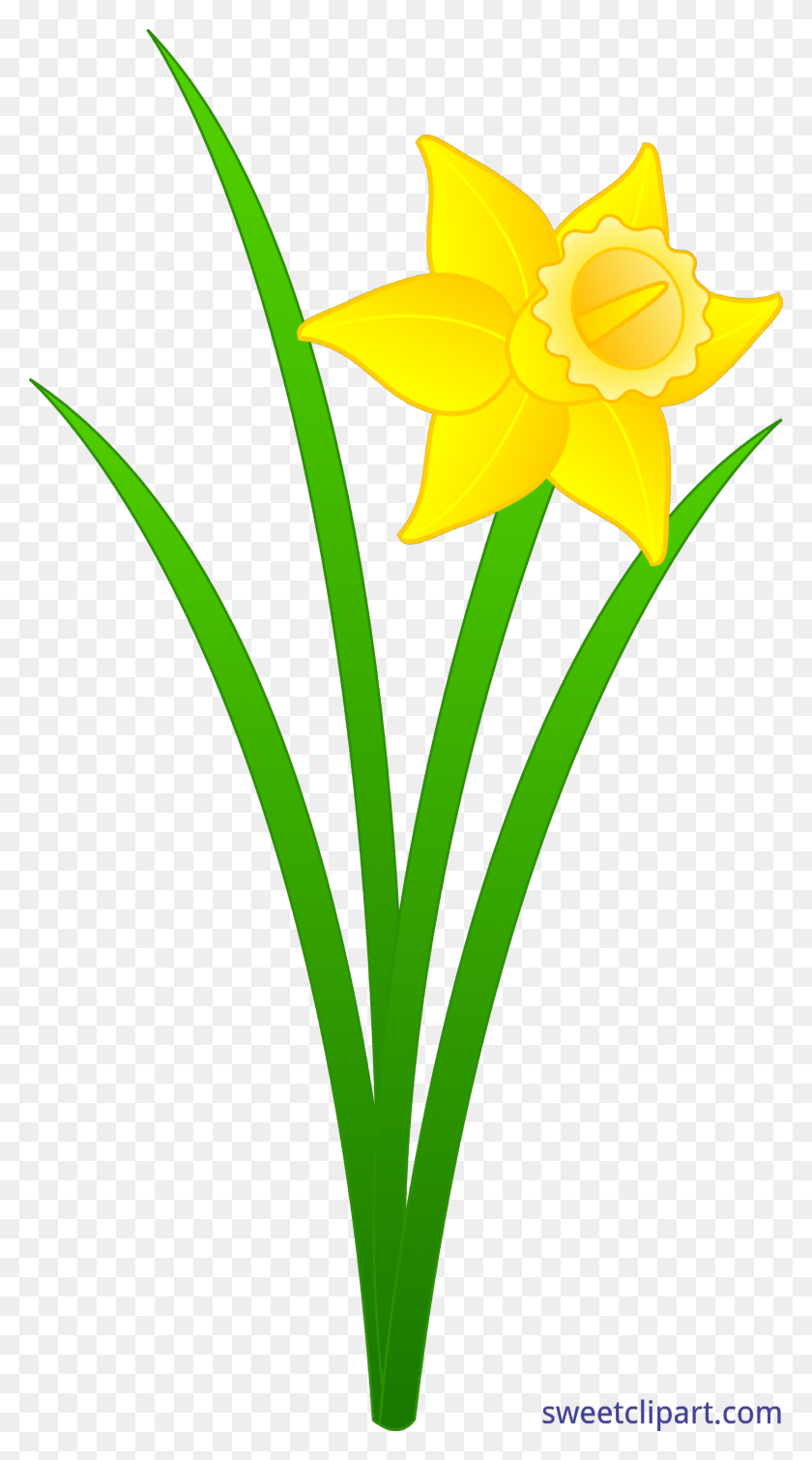 Daffodil Png Transparent Clip Art - Daffodil Clip Art - FlyClipart