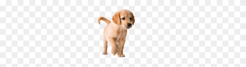 228x171 Golden Retriever Puppy Png Image - Puppy PNG