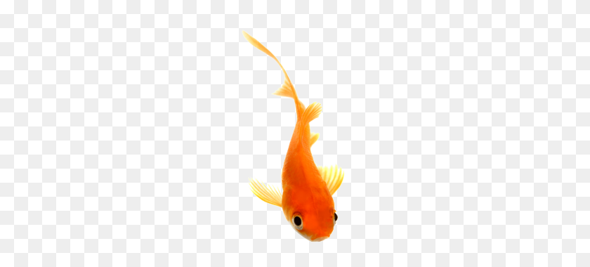 195x320 Золотая Рыбка, Красивая Рыба - Xray Fish Клипарт