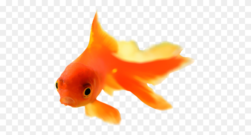 480x392 Золотая Рыбка Png - Золотая Рыбка Png
