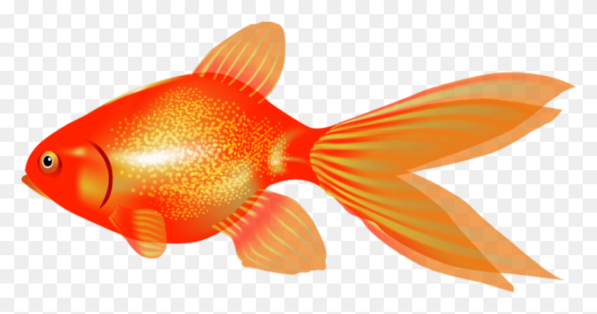 850x418 Goldfish Png - Goldfish PNG