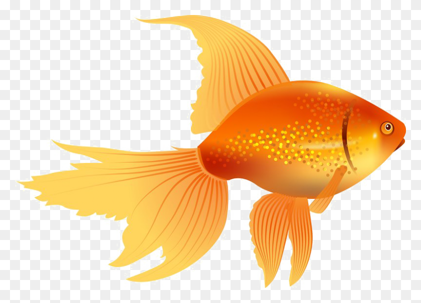 800x561 Золотая Рыбка Png Изображения - Золотая Рыбка Png