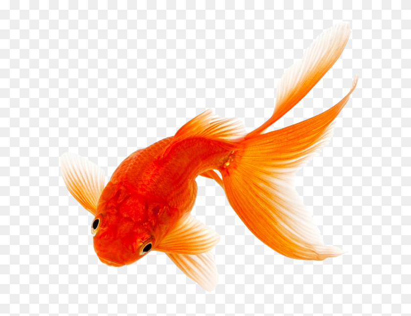1024x768 Goldfish Png Image Download - Goldfish PNG