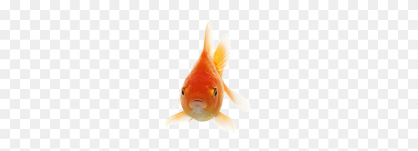 245x245 Золотая Рыбка Png, Изображения, Скачать - Золотая Рыбка Png