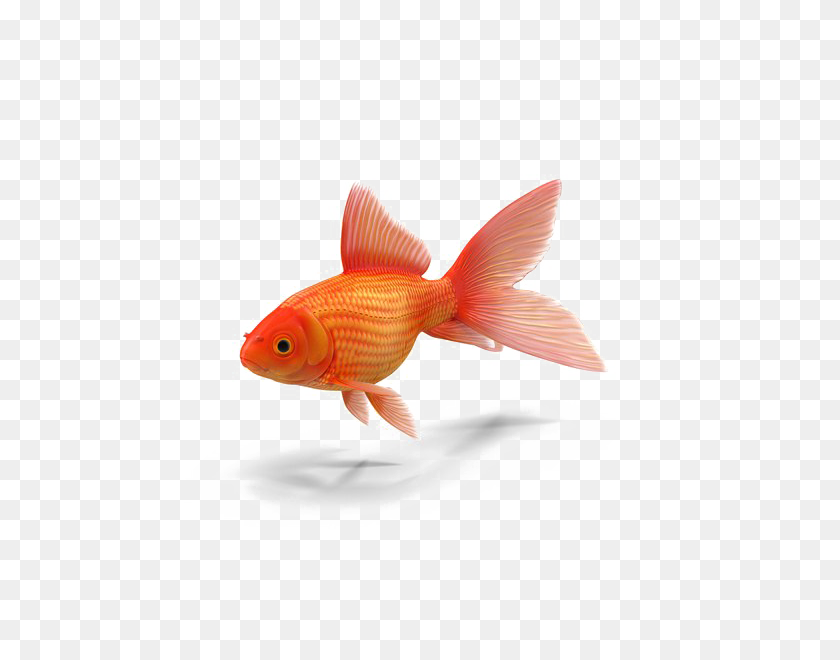 600x600 Goldfish Png Transparent - Goldfish PNG