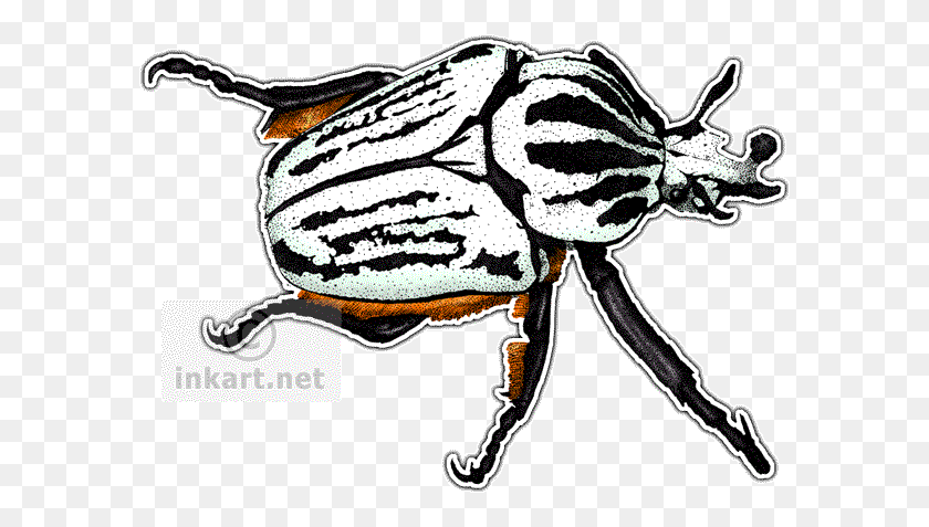 590x417 Goliath Beetle - Goliath Clipart