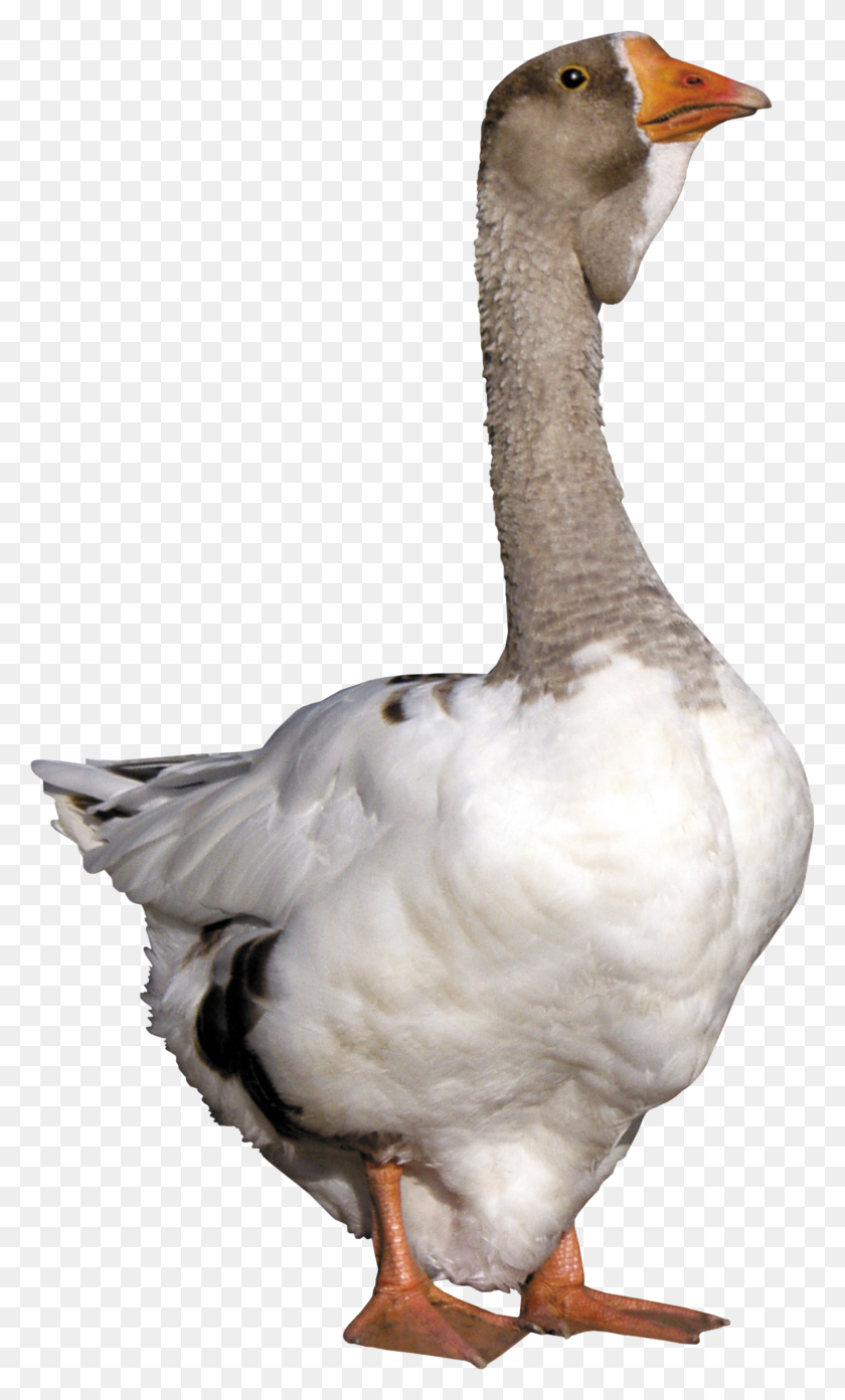 1499x2560 Goose Png Transparent Goose Images - Grey Goose PNG