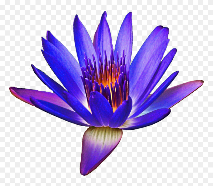 962x831 Gorgeous Water Lily - Water Lily PNG