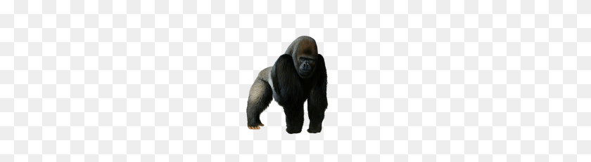 228x171 Gorila Png
