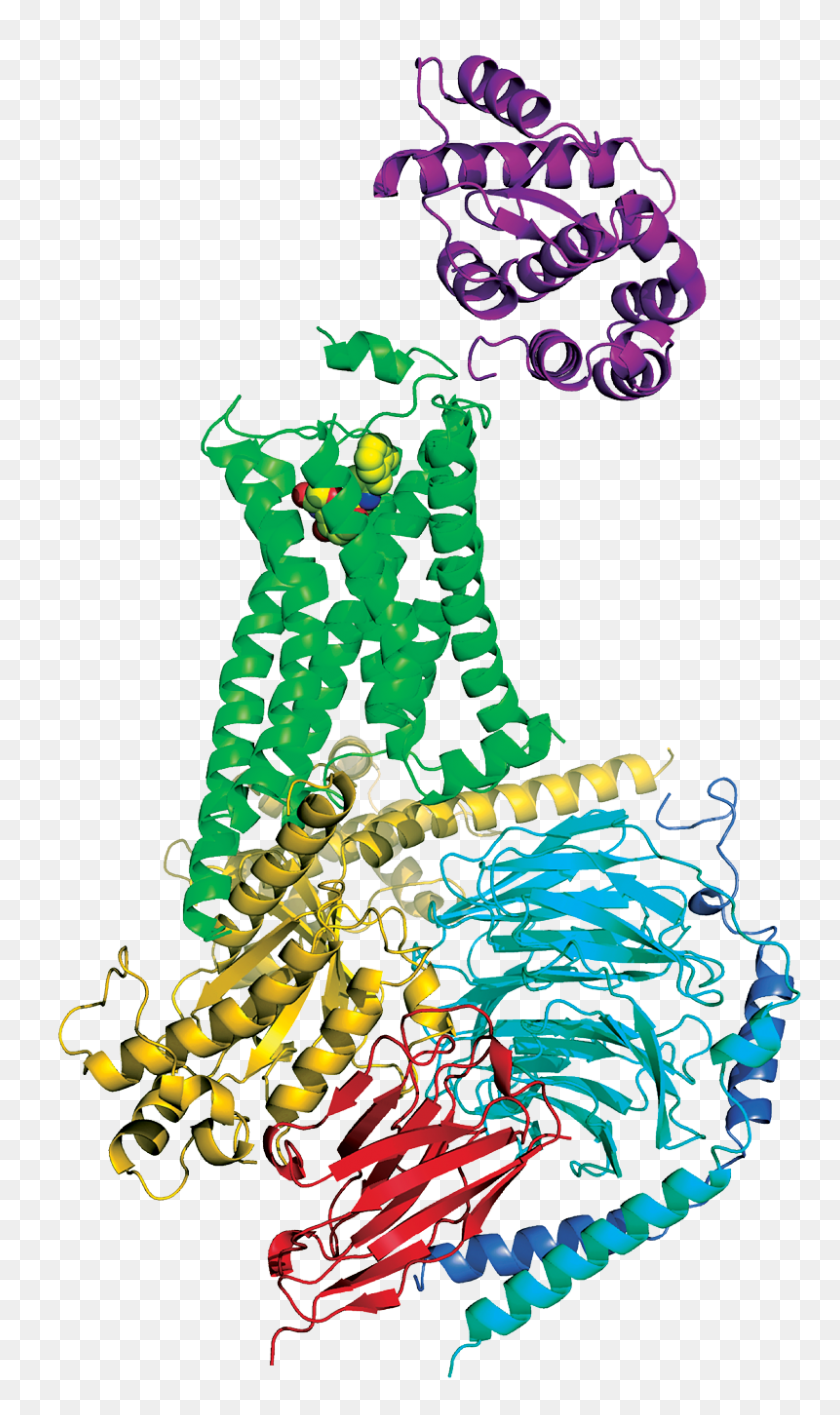 800x1390 Gpcr G Protein Complex - Protein PNG