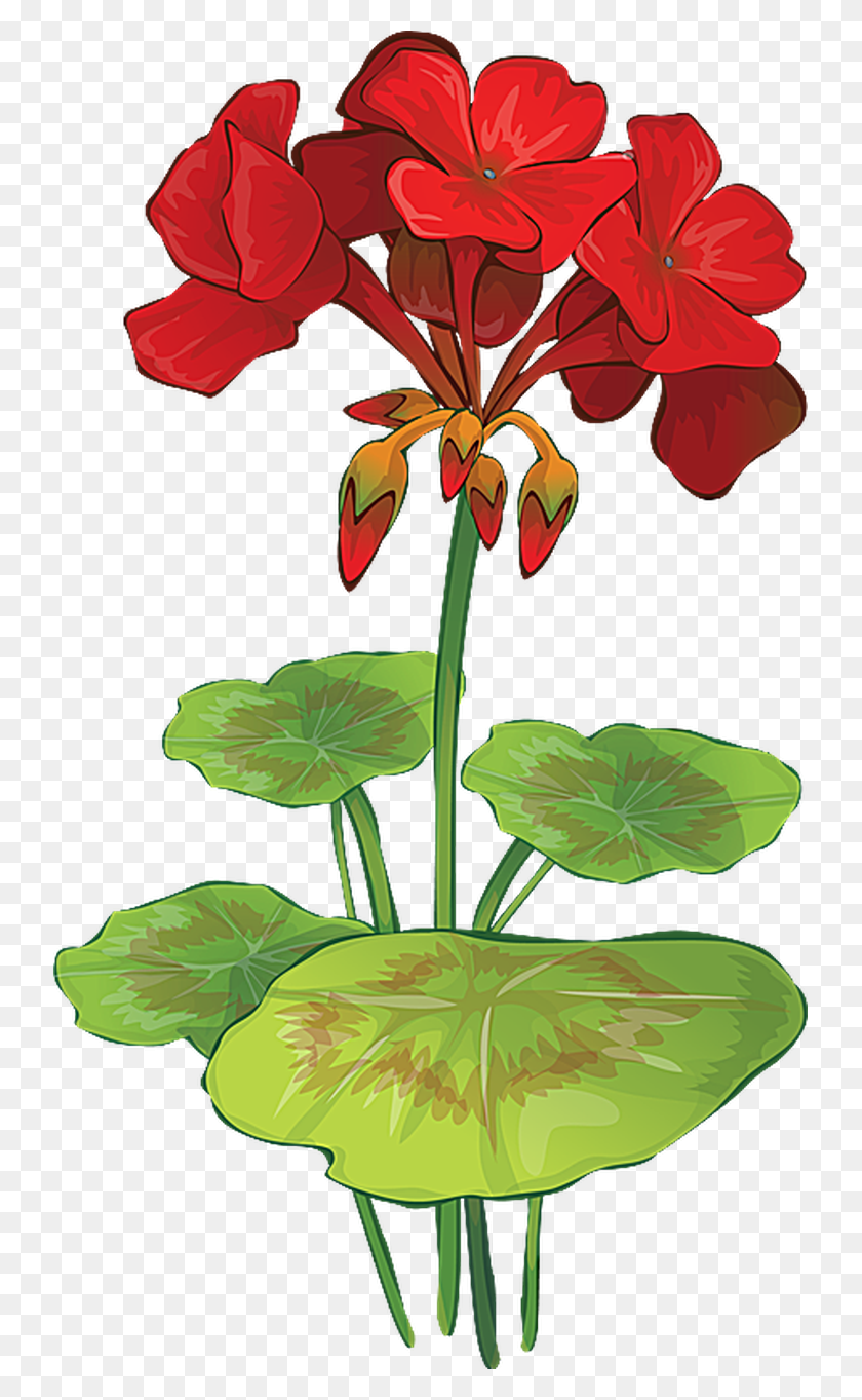 735x1303 Grab This Free Summer Flower Clip Art Geranium Flower Drawings - Coneflower Clipart