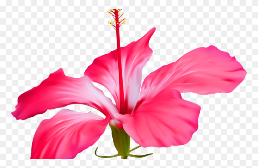 1368x855 Graduation Hawaiian Flower Border Clip Art Gardening Flower - Hawaiian Flowers PNG