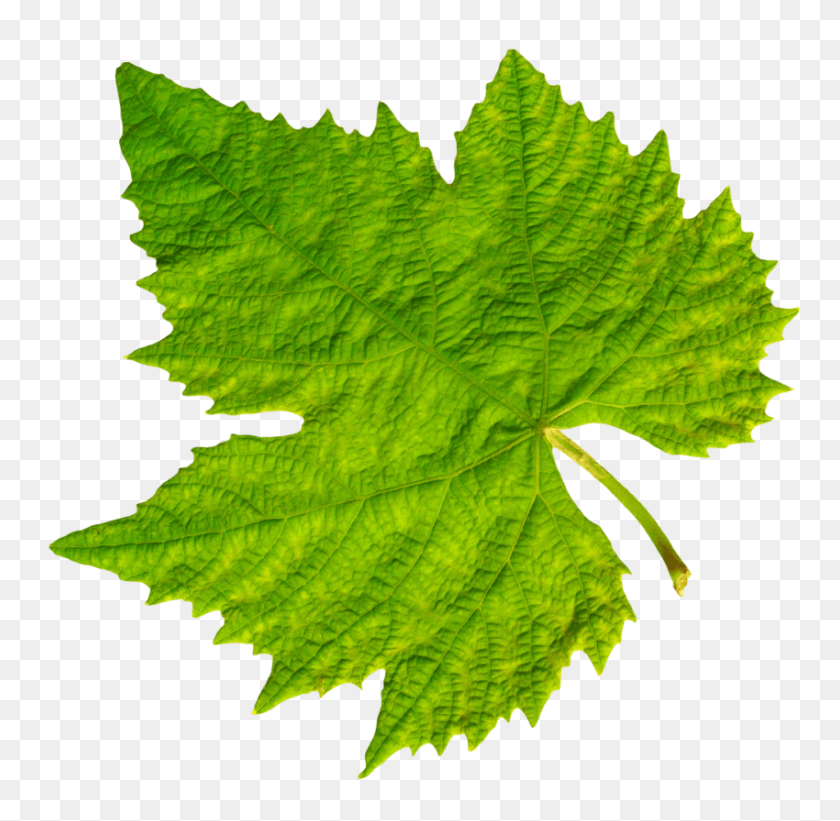 850x830 Grape Vine Leaf Png - Grape Vine PNG