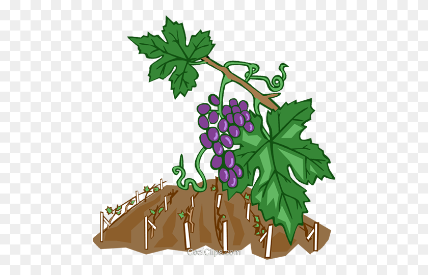476x480 Grape Vines Royalty Free Vector Clip Art Illustration - Grape Leaves Clipart