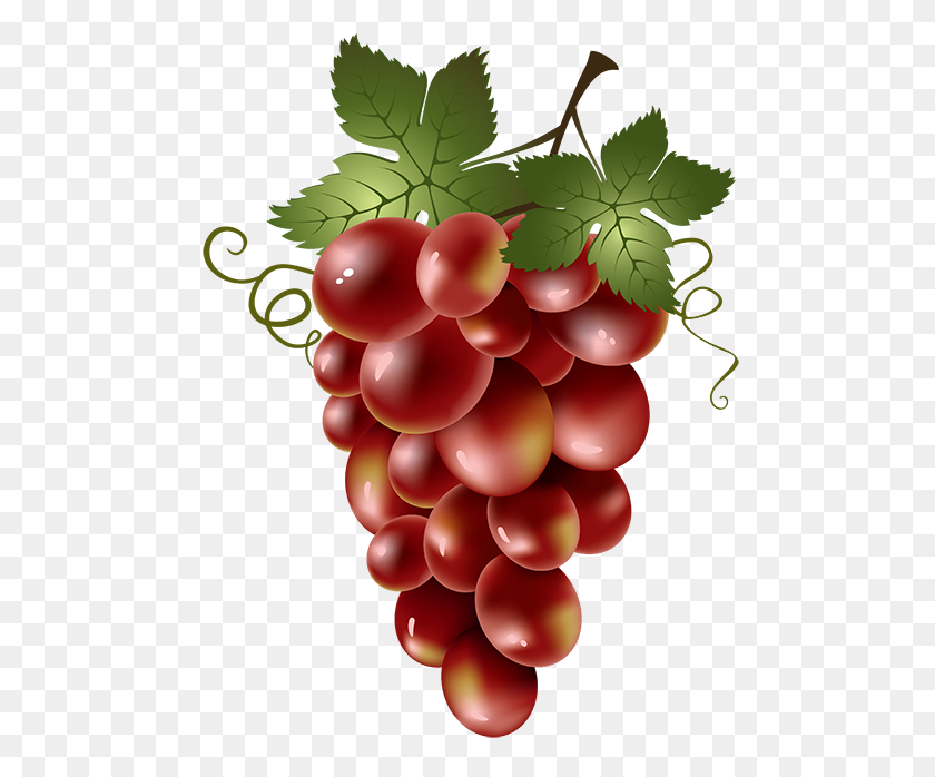 500x638 Grapes - Grapes Clipart