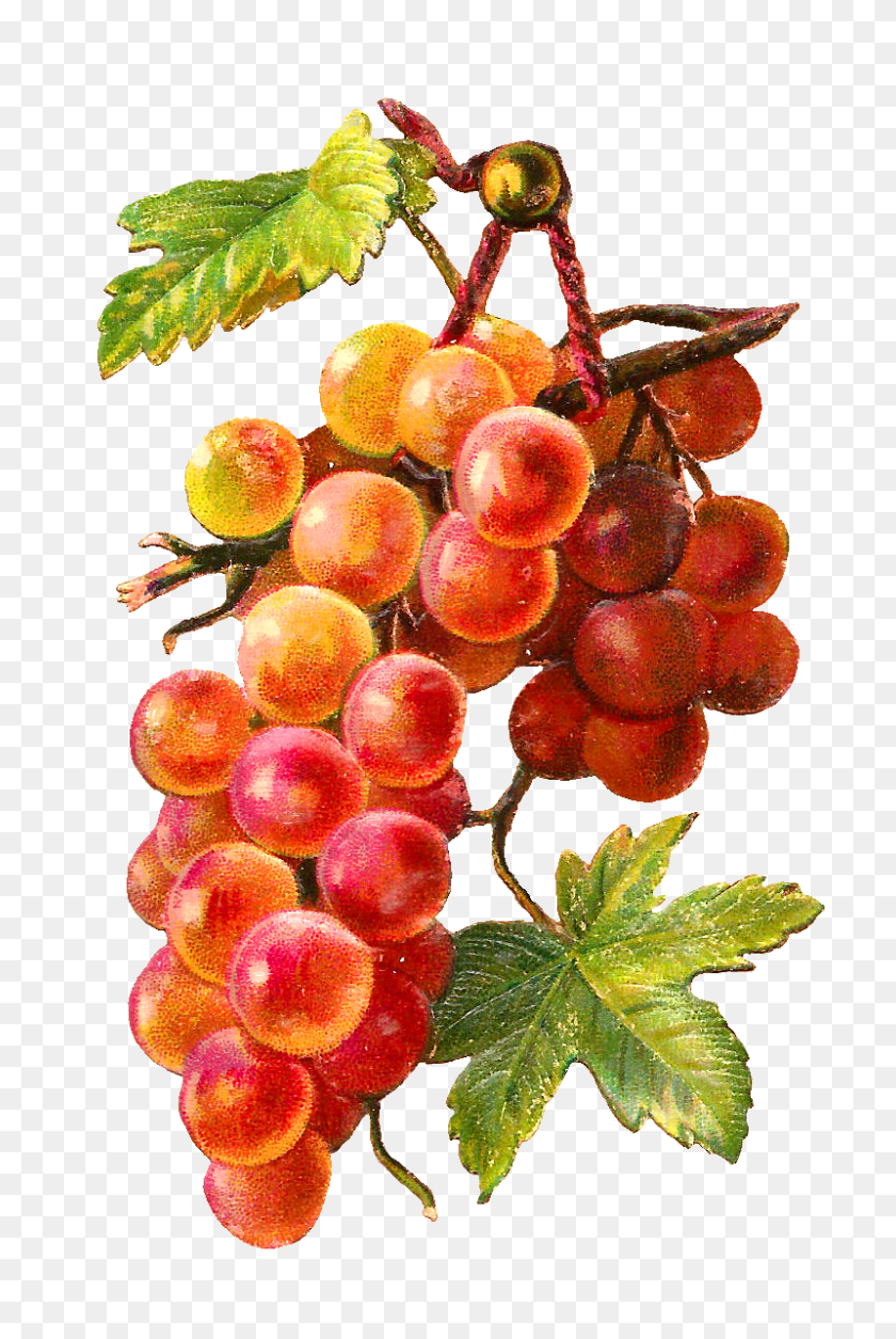 800x1226 Grapes Fruit Clip Art, Grape Png Image, Free Picture Download - Grapes PNG