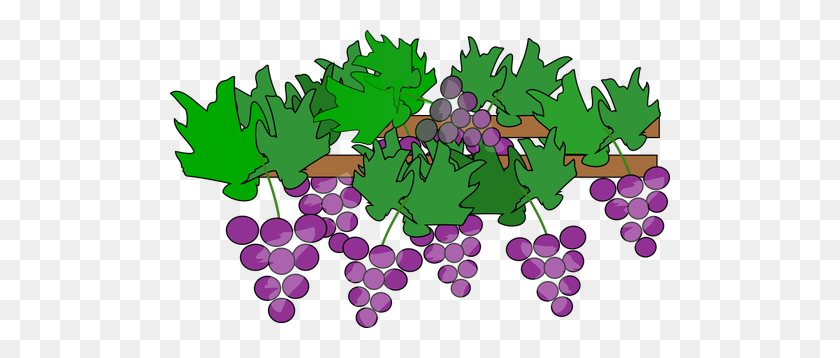 500x298 Grapes Growing - Green Grapes Clipart