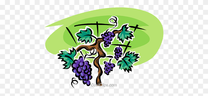 480x330 Grapes On The Vine Royalty Free Vector Clip Art Illustration - Grape Leaves Clipart