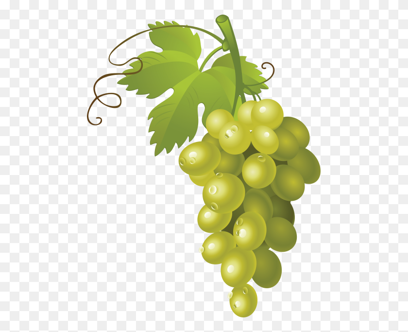 481x623 Grapes Png - Grape Vine PNG