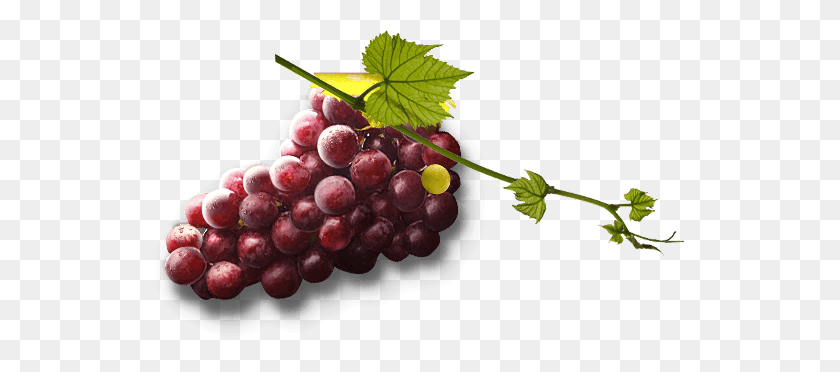 537x312 Grapes Png Transparent Grapes Images - Grapes PNG