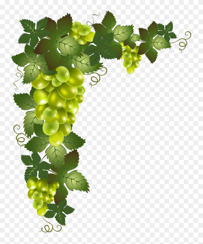 4251x5163 Grapes Vines Vines - Grape Cluster Clipart