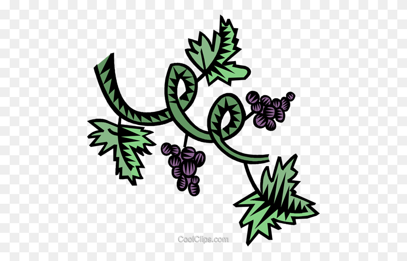 480x478 Grapevine Royalty Free Vector Clipart Ilustración - Grape Vine Clipart