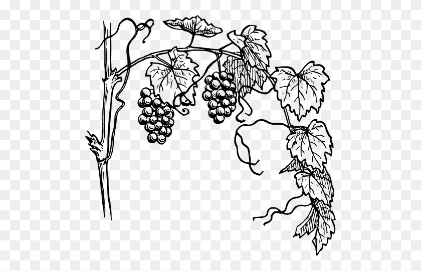 500x481 Grapevine With Its Branch Vector Clip Art - Onion Clipart Black And White