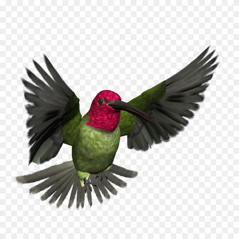 1600x1600 Графика С Птицами, Бесплатная Графика И Картинки С Высоким Разрешением - Угольный Клипарт