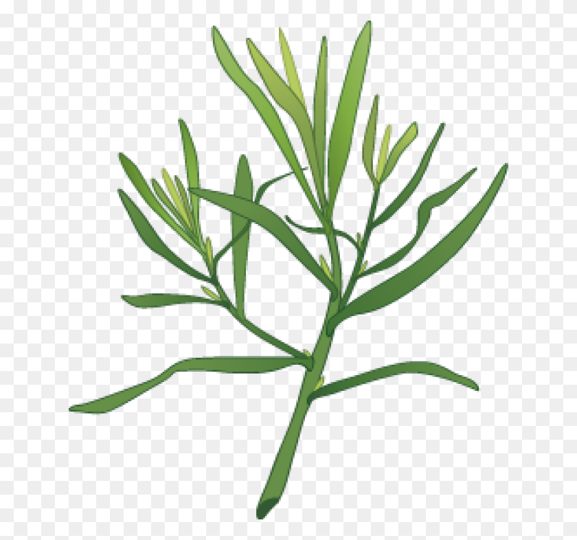 640x726 Graphic Design Tarragon Herbal Fan Board Herbs - Sage Clipart