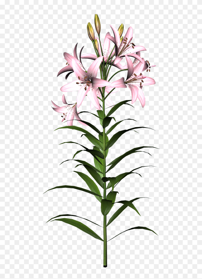 1132x1600 Graphics And Clip Art - Tiger Lily Clipart