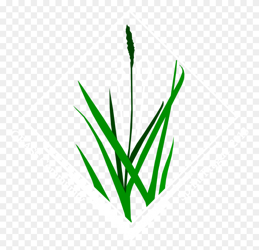 2311x2231 Grass - Green Grass PNG