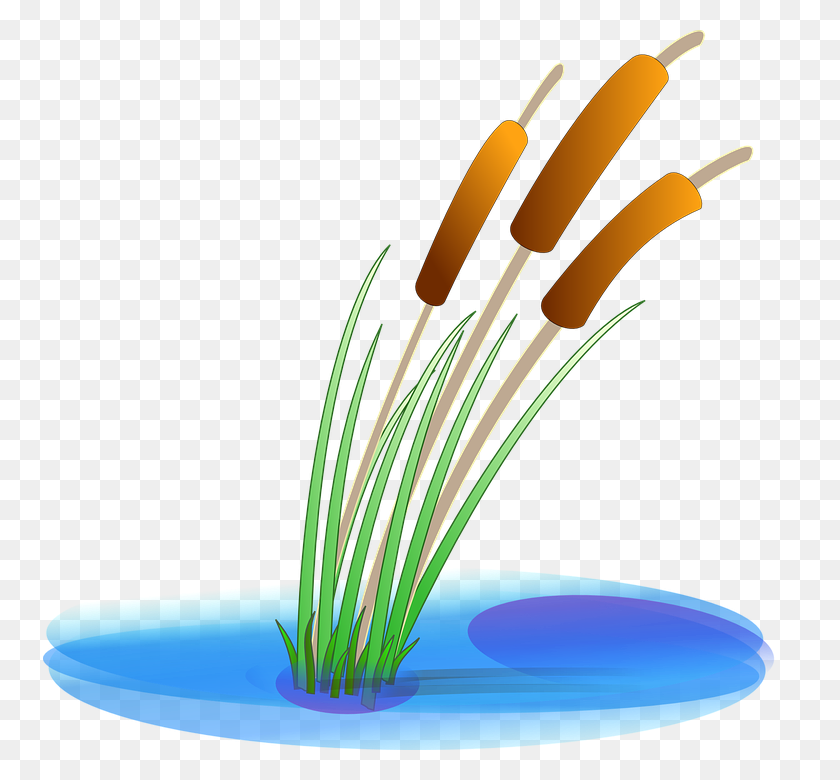754x720 Grass Clipart Pond - Water Lily Clipart
