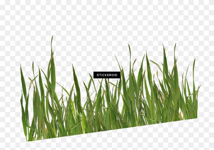 2647x1796 Grass Green - Green Grass PNG