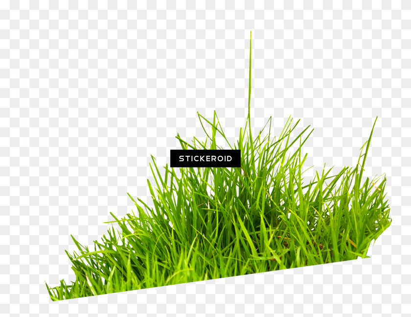 1952x1470 Grass Png Image, Green Grass Png Picture - Green Grass PNG