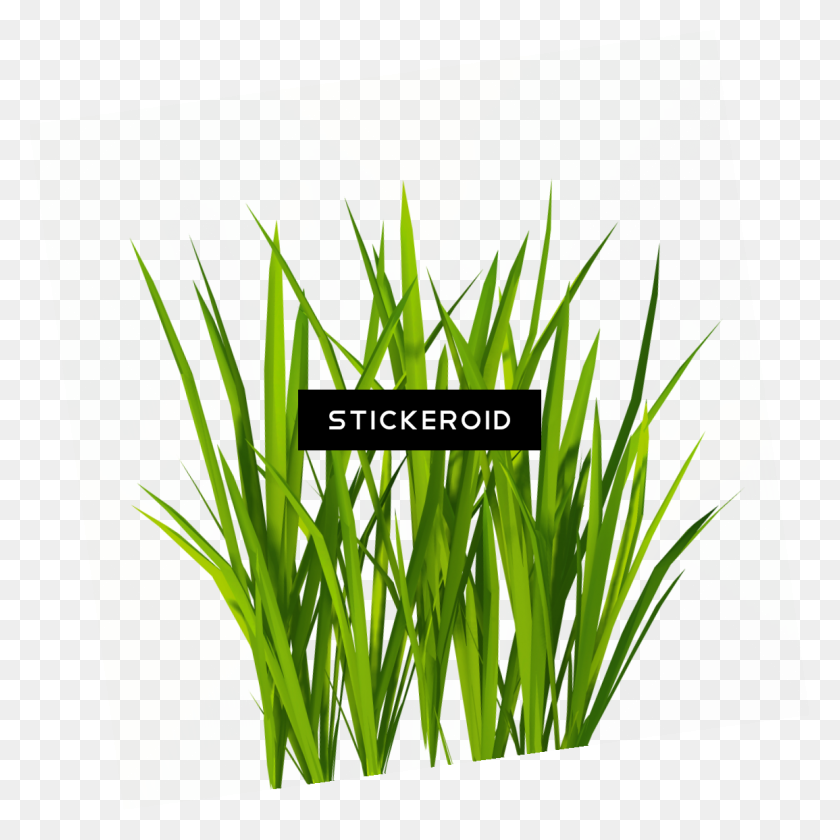 1155x1156 Grass Png Image, Green Grass Png Picture - Green Grass PNG
