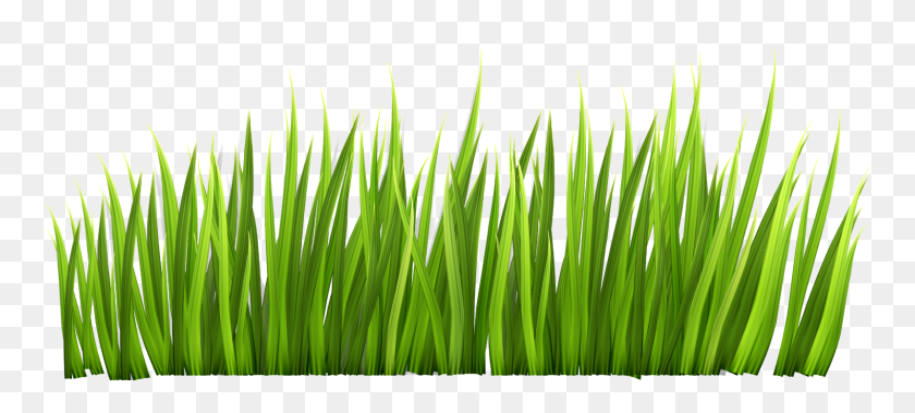 1600x656 Grass Png Images Free Download - Transparent PNG