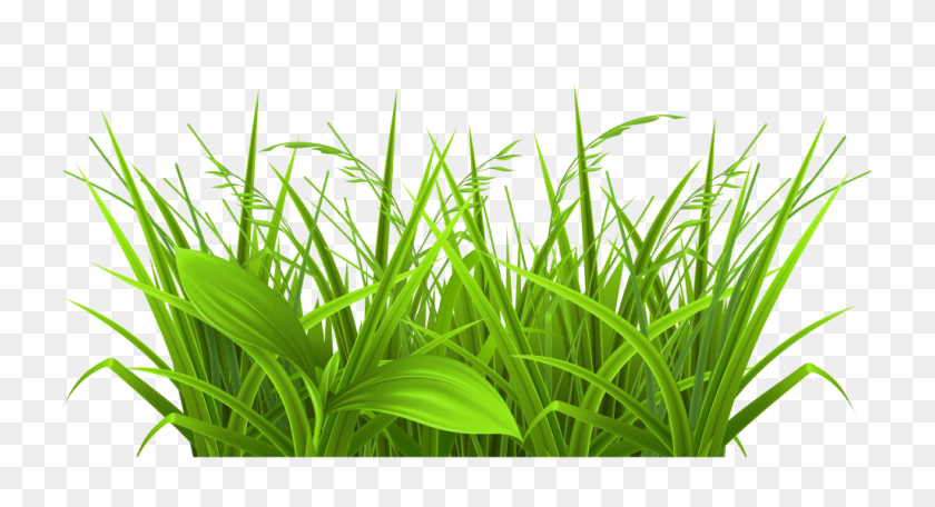1024x520 Grass With Beautiful Poppies Png Clipart - Grass Vector PNG