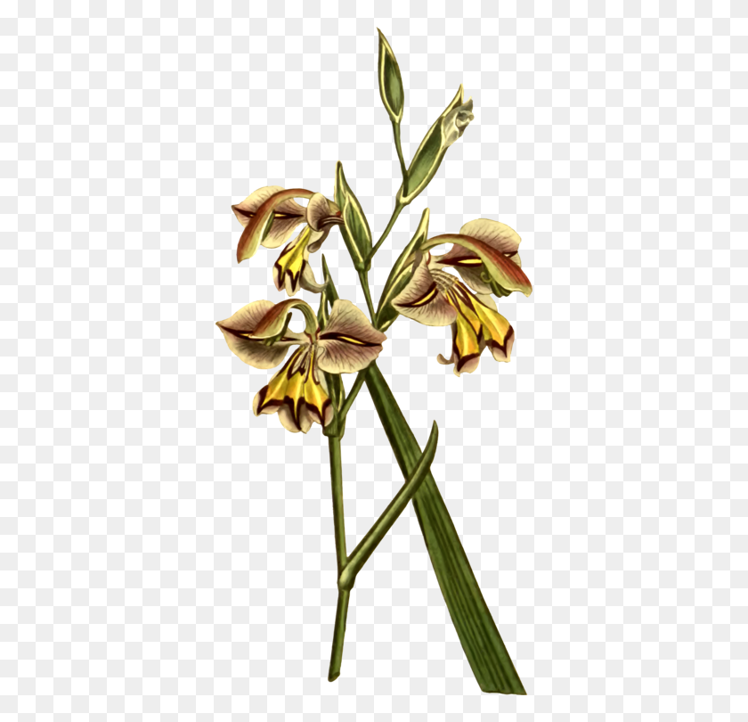 356x750 Травы Товарный Бутон Стебель Цветочного Растения - Кукуруза Клипарт