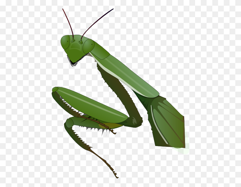 480x593 Grasshopper Clipart Praying Mantis - Grasshopper PNG