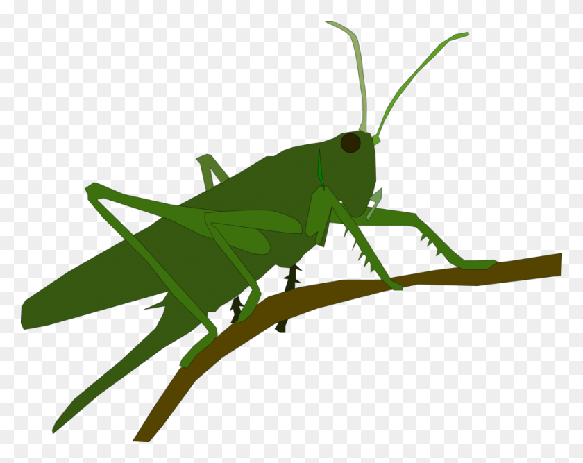 963x750 Grasshopper Insect Caelifera Animal Locust - Cricket Insect Clipart
