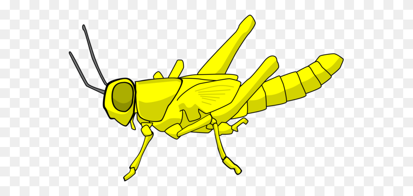 559x340 Grasshopper Insect Caelifera Animal Locust - Locust Clipart