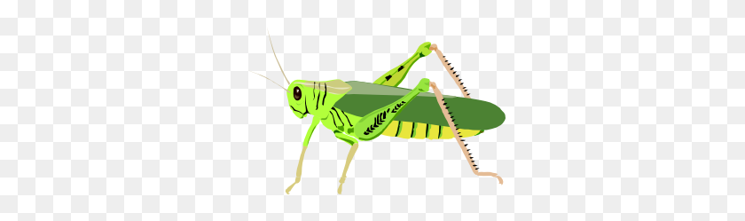 300x189 Grasshopper Locust Clip Art Free Vector - Praying Mantis Clipart