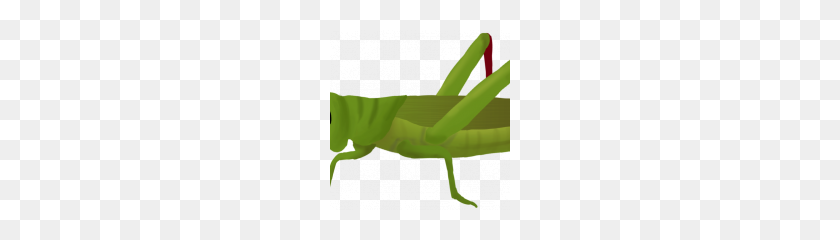 180x180 Grasshopper Png - Grasshopper PNG