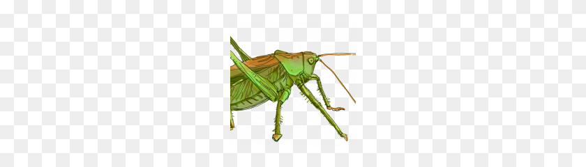 180x180 Grasshopper Png Image Hd - Grasshopper PNG