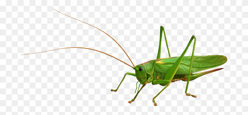 700x330 Grasshopper Png Images Free Download - Grasshopper PNG