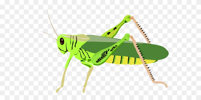 570x360 Grasshopper Png Photo - Grasshopper PNG