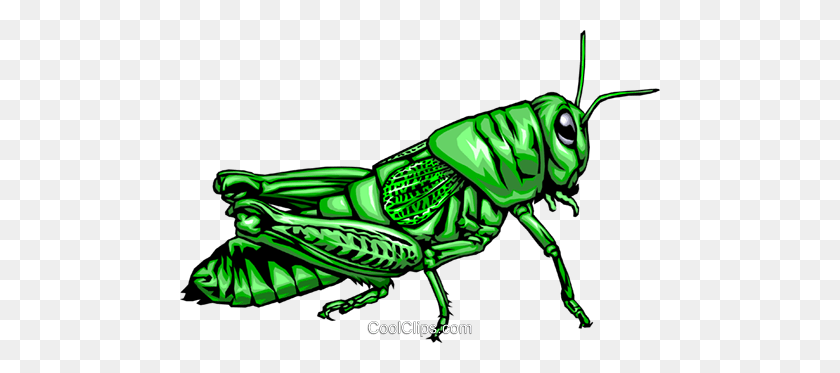 480x313 Grasshopper Royalty Free Vector Clip Art Illustration - Grasshopper Clipart
