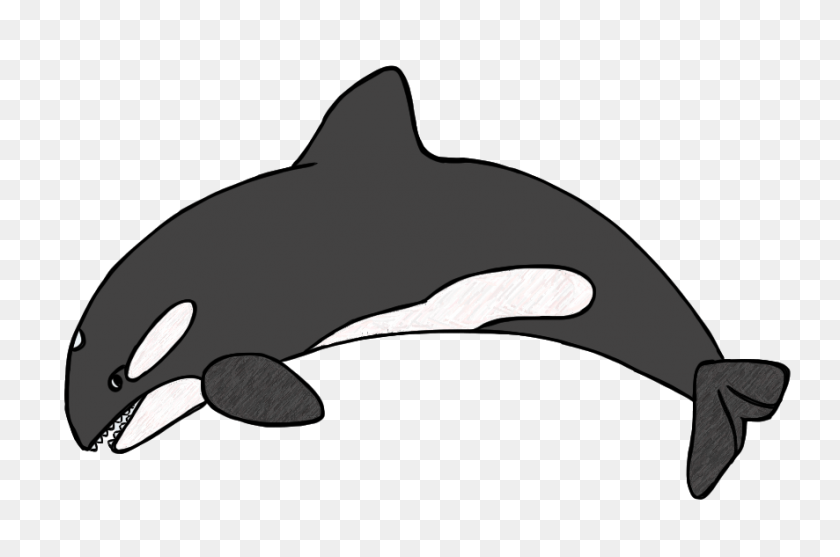 886x565 Gray Whale Cliparts - Orca Clipart