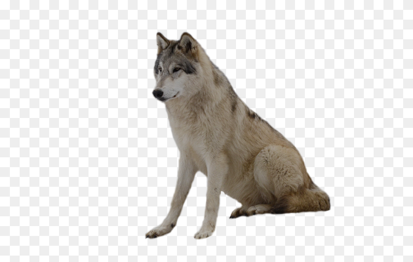 1024x621 Gray Wolf Clipart Brown Wolf - Wolf Howling PNG